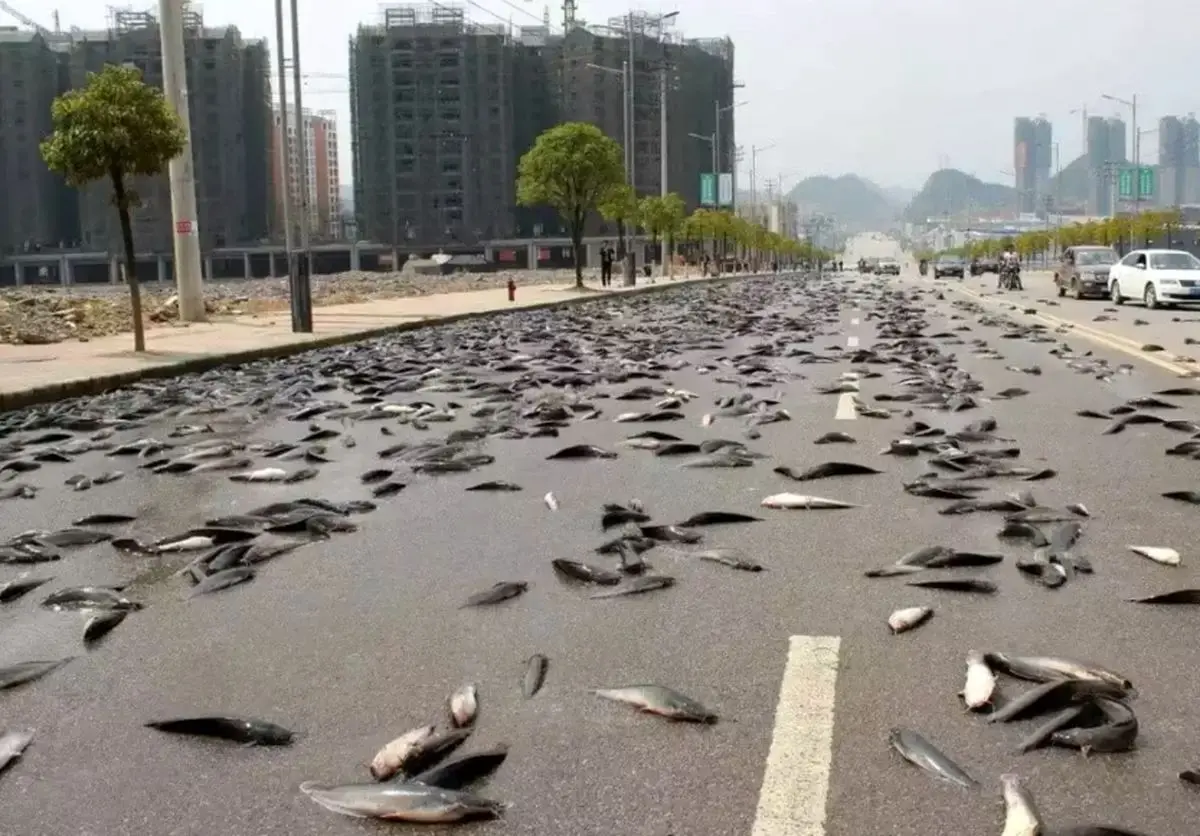 در این بیابان خشک از آسمان ماهی می‌بارد!