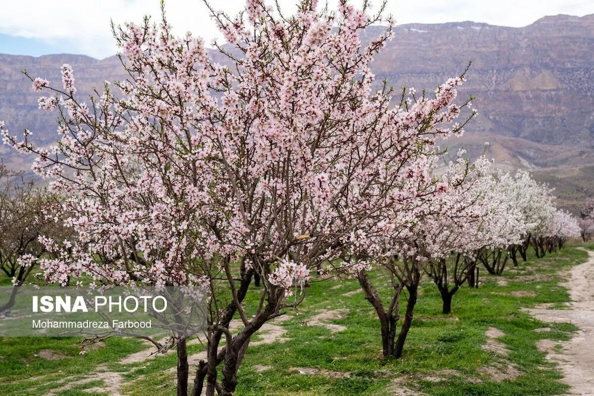 (تصاویر) شکوفه‌های زودهنگام بادام در شیراز
