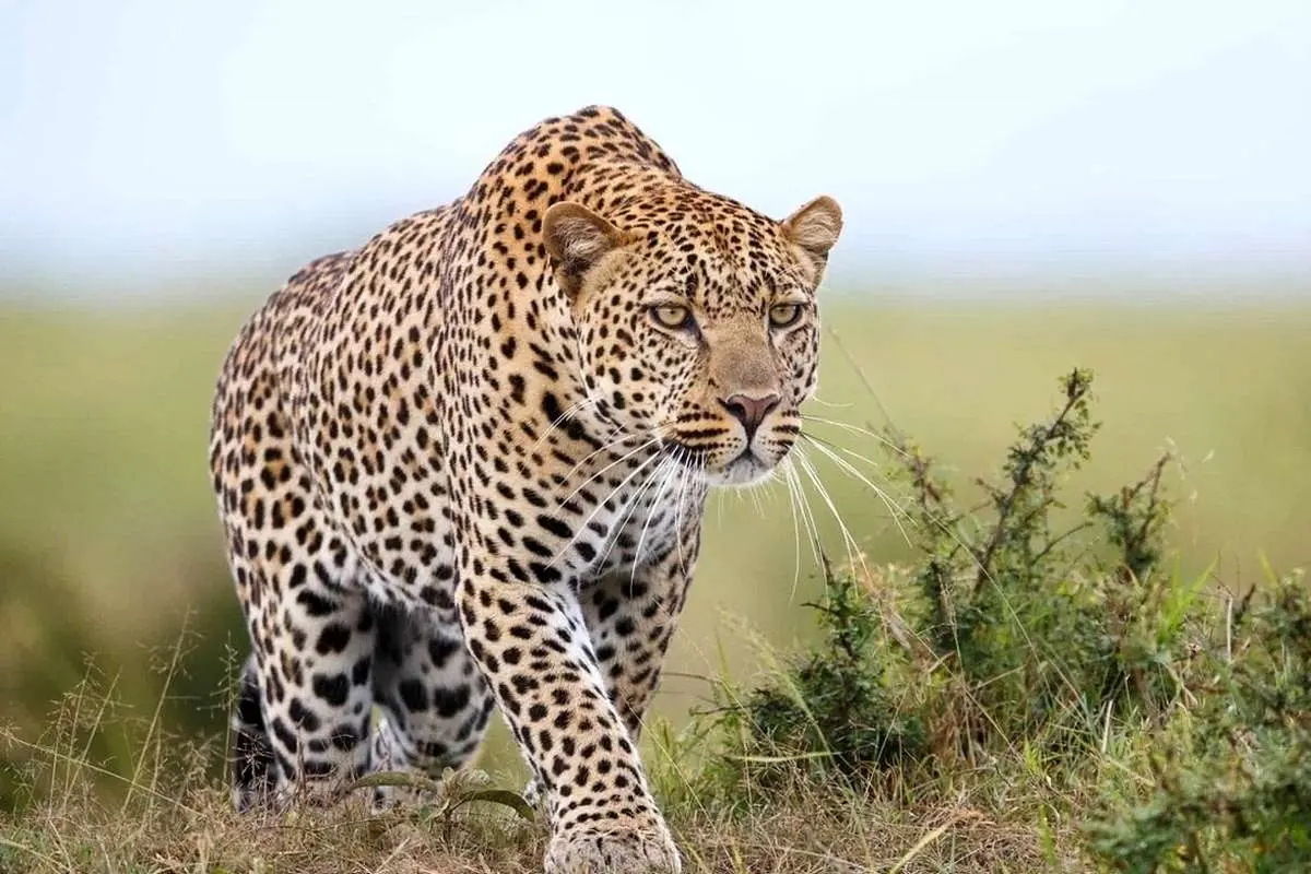 ویدویی از سرعت فوق‌العاده یک پلنگ به دنبال شکار