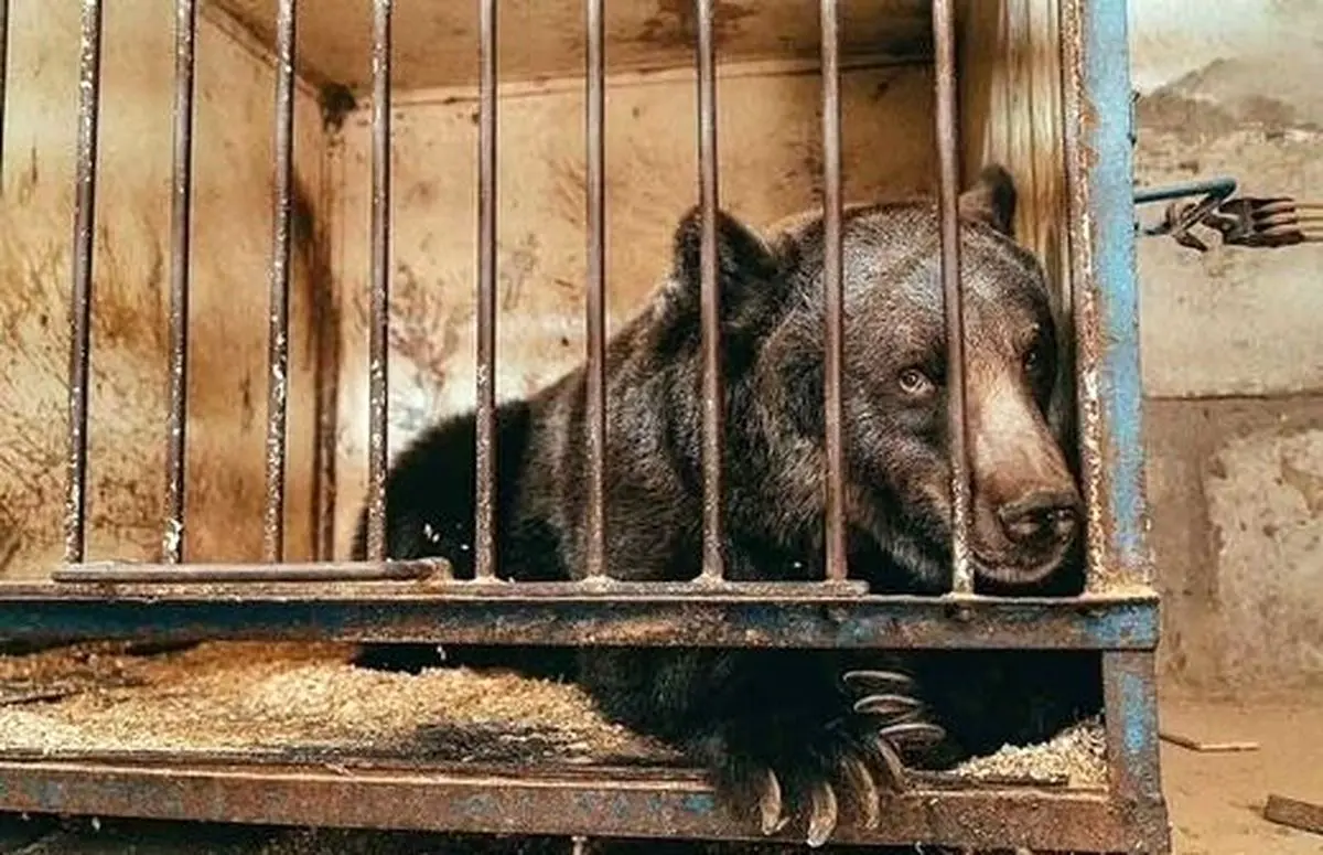 (ویدئو) وضعیت فاجعه‌بار یک خرس بینوا در باغ وحش ارومیه