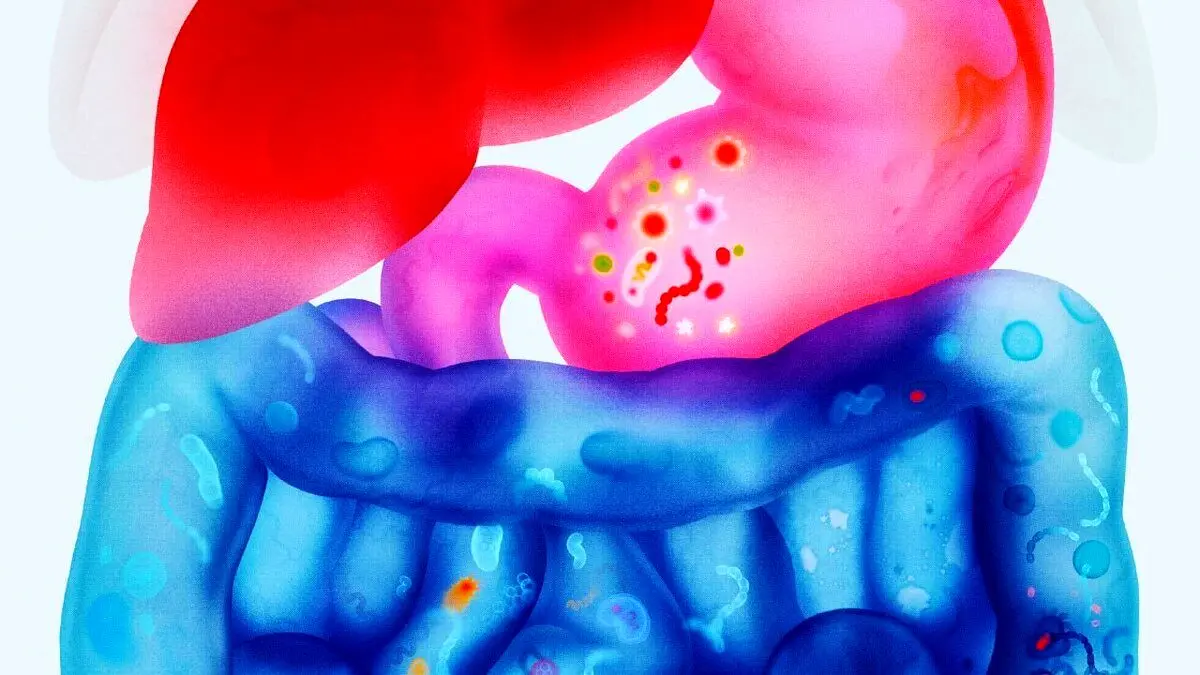 دنیای وحشی درون روده‌تان