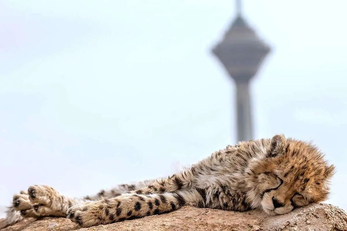 در سوگ فرزند «ایران»