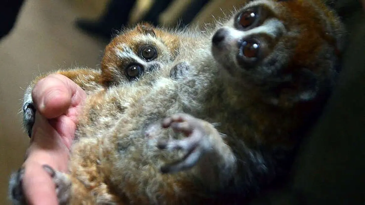 (عکس) سلاحی مرگبار در دستان این حیوان بامزه!