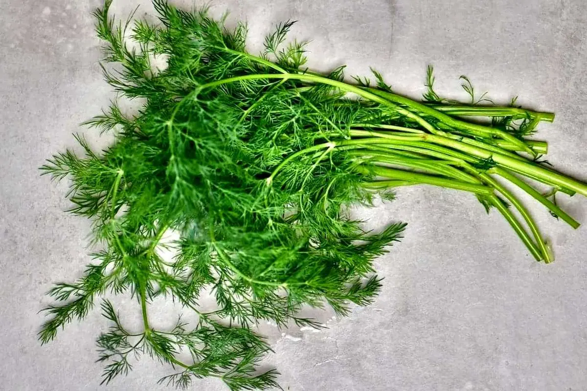 خواص شگفت‌انگیز شوید از بهبود تنفس تا کاهش وزن