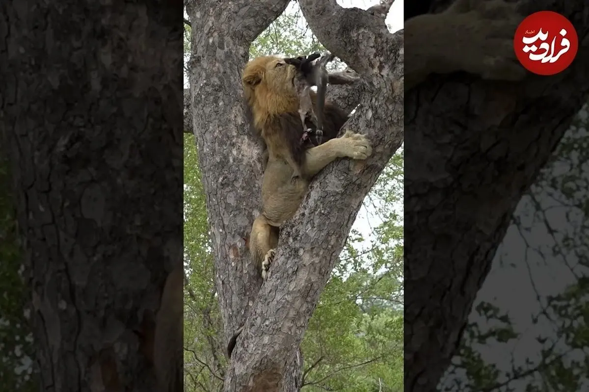 (ویدئو) شیر نر، لاشه روی درخت را از پلنگ بیچاره دزدید!