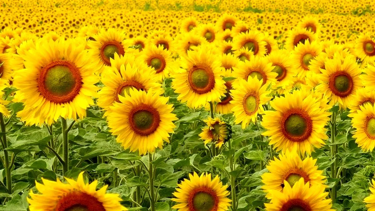 اگر بتوانید این معما را حل کنید، خیلی باهوش هستید