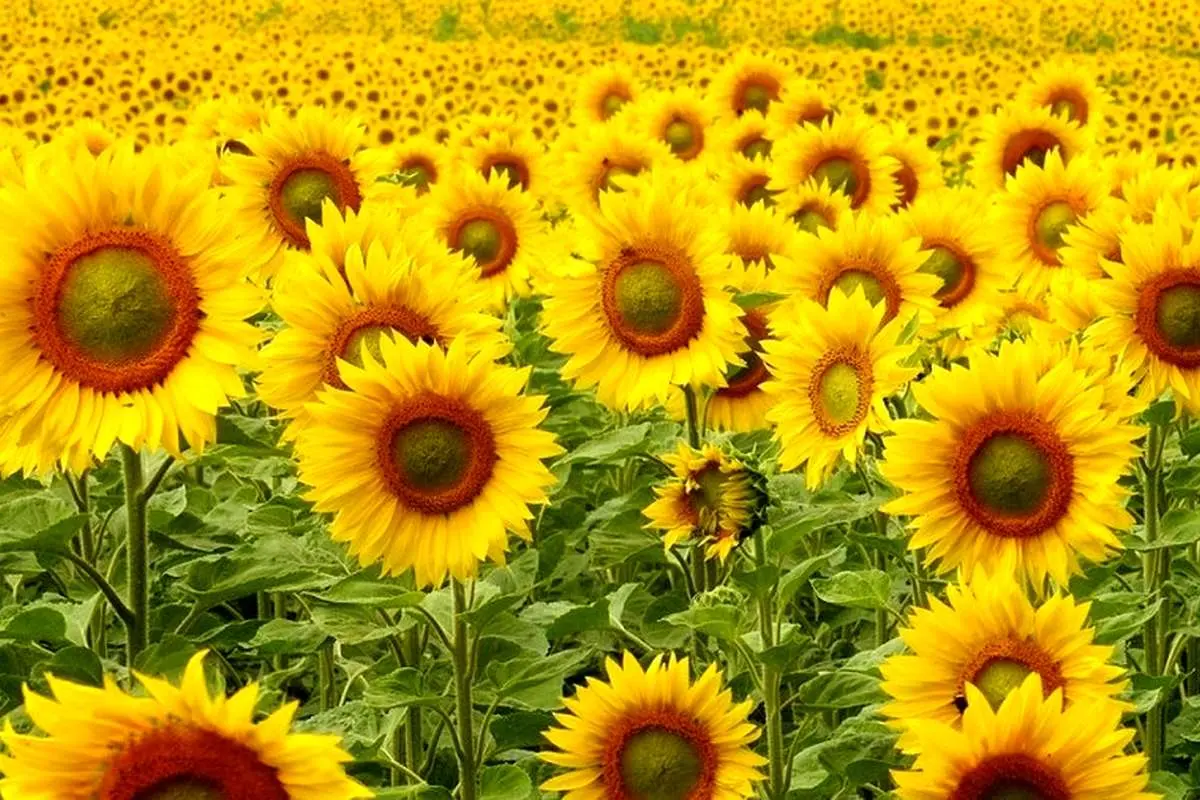 اگر بتوانید این معما را حل کنید، خیلی باهوش هستید