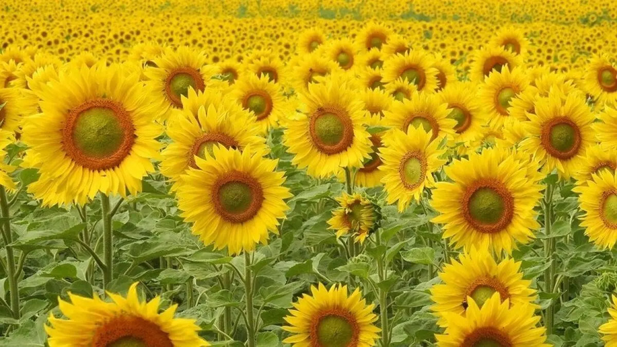 اگر بتوانید این معما را حل کنید، خیلی باهوش هستید