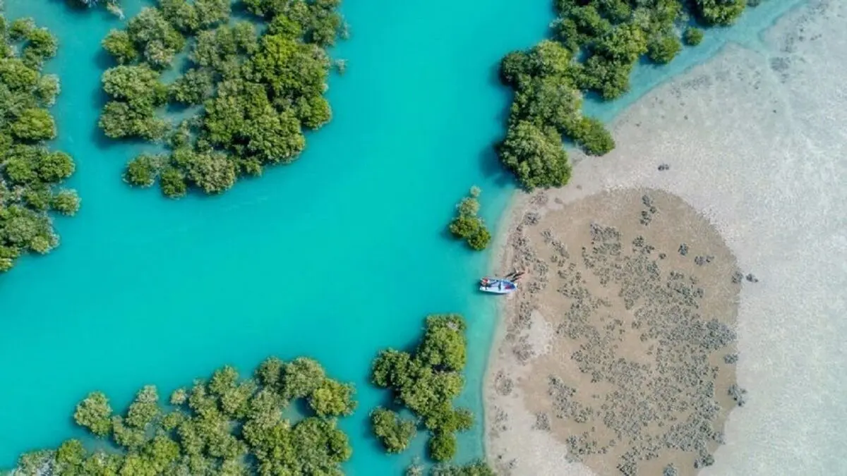 (ویدئو) فیلمی از جنگل زیبای حرا قشم