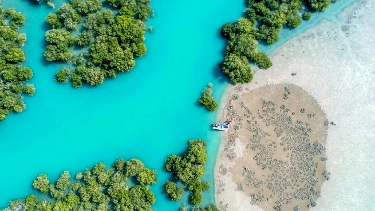 (ویدئو) فیلمی از جنگل زیبای حرا قشم