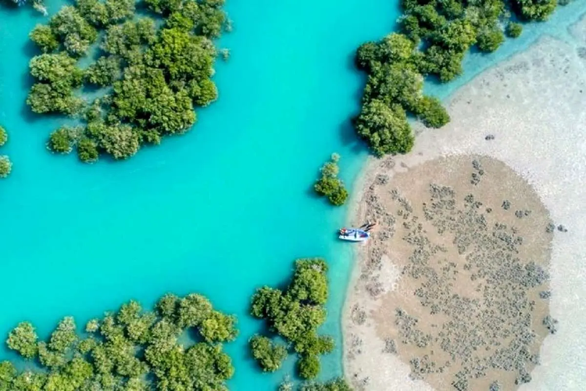 (ویدئو) فیلمی از جنگل زیبای حرا قشم