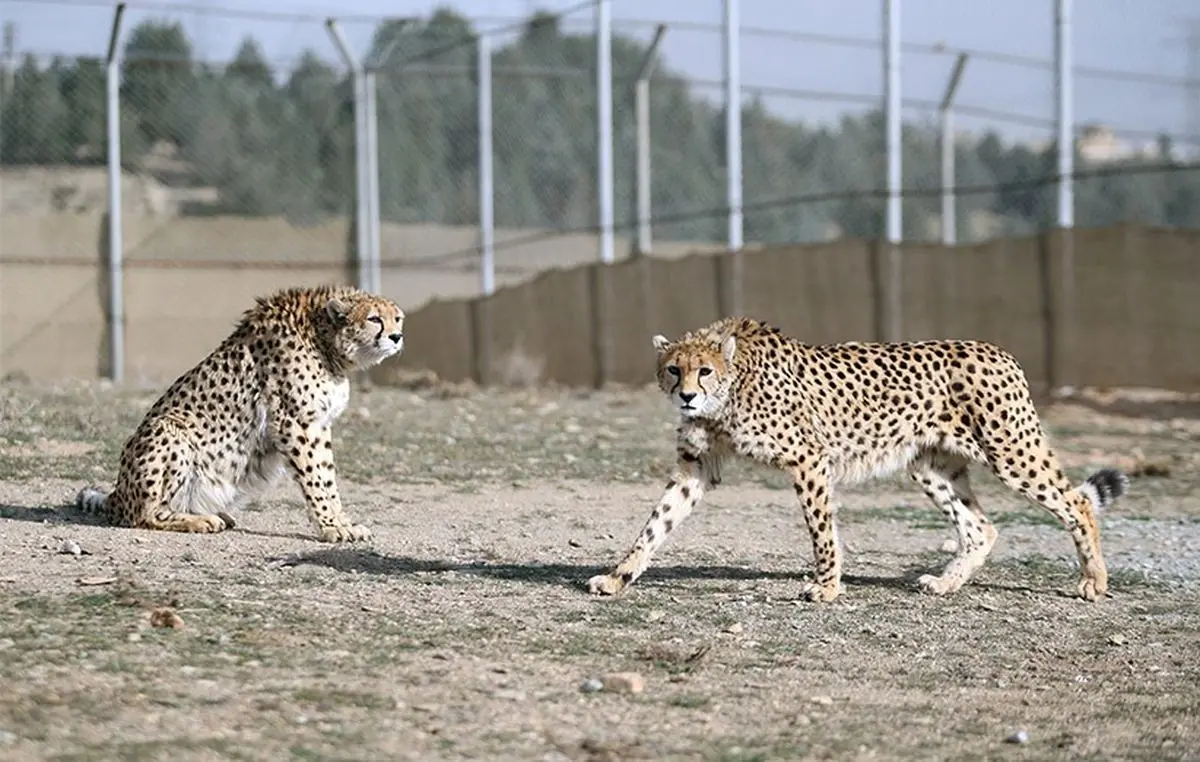 «ایران» سونوگرافی می‌شود
