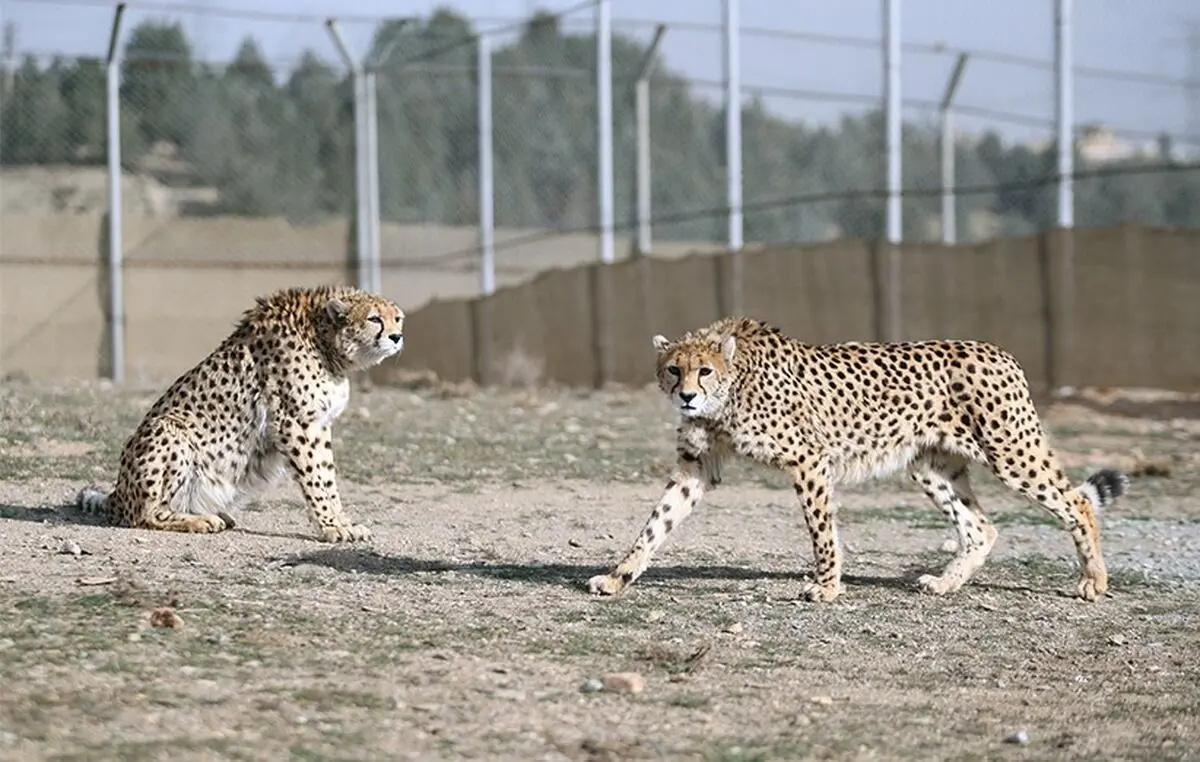 «ایران» سونوگرافی می‌شود