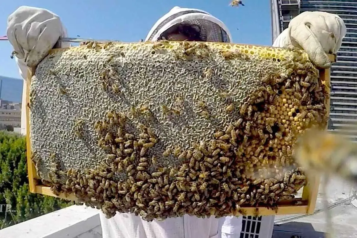 (ویدئو) برداشت عسل کوهی از کندوی طبیعی زنبور