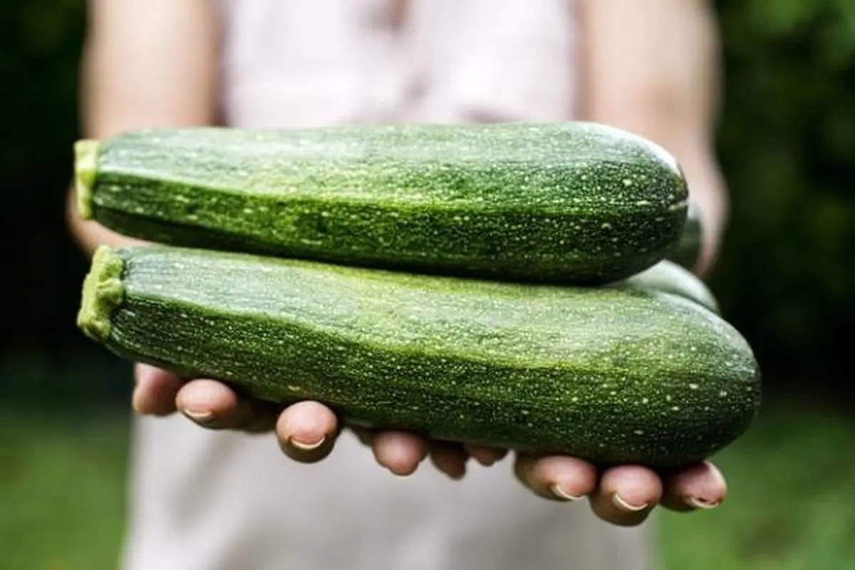 خواص شگفت‌انگیز و درمانی «کدو سبز» برای سلامتی