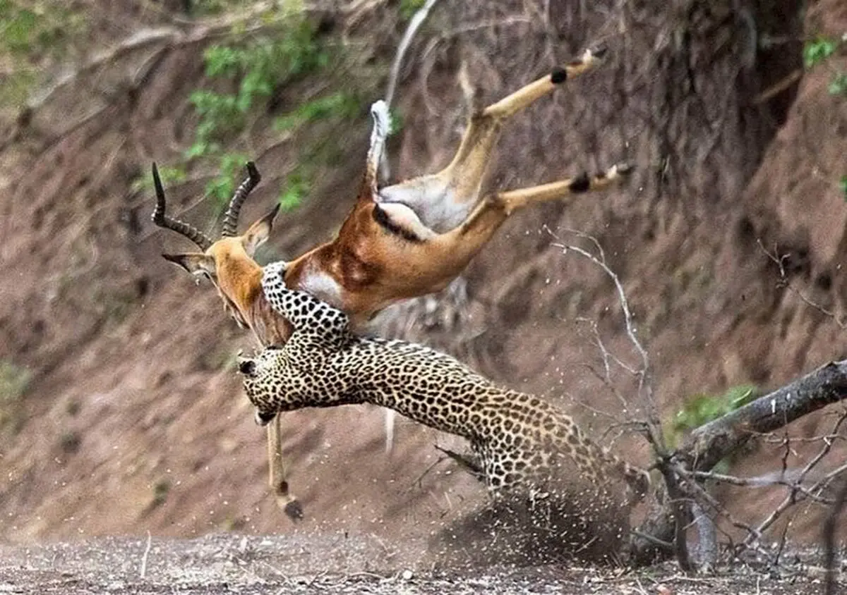 (ویدئو) مهارت فوق العاده پلنگ؛ شکار ایمپالا در هوا!