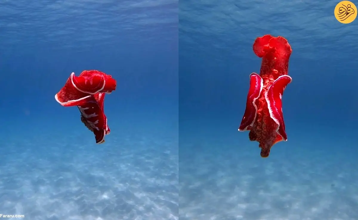 (ویدئو) رقص یک حلزون دریایی در خلیج مرجانی استرالیا
