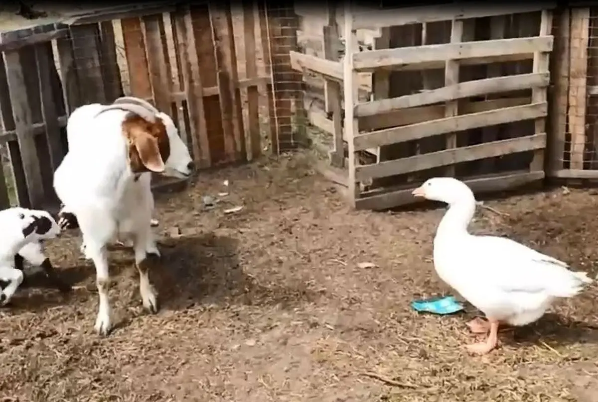 (ویدئو) وقتی دوستی بز و غاز به دعوا بدل می‌شود!