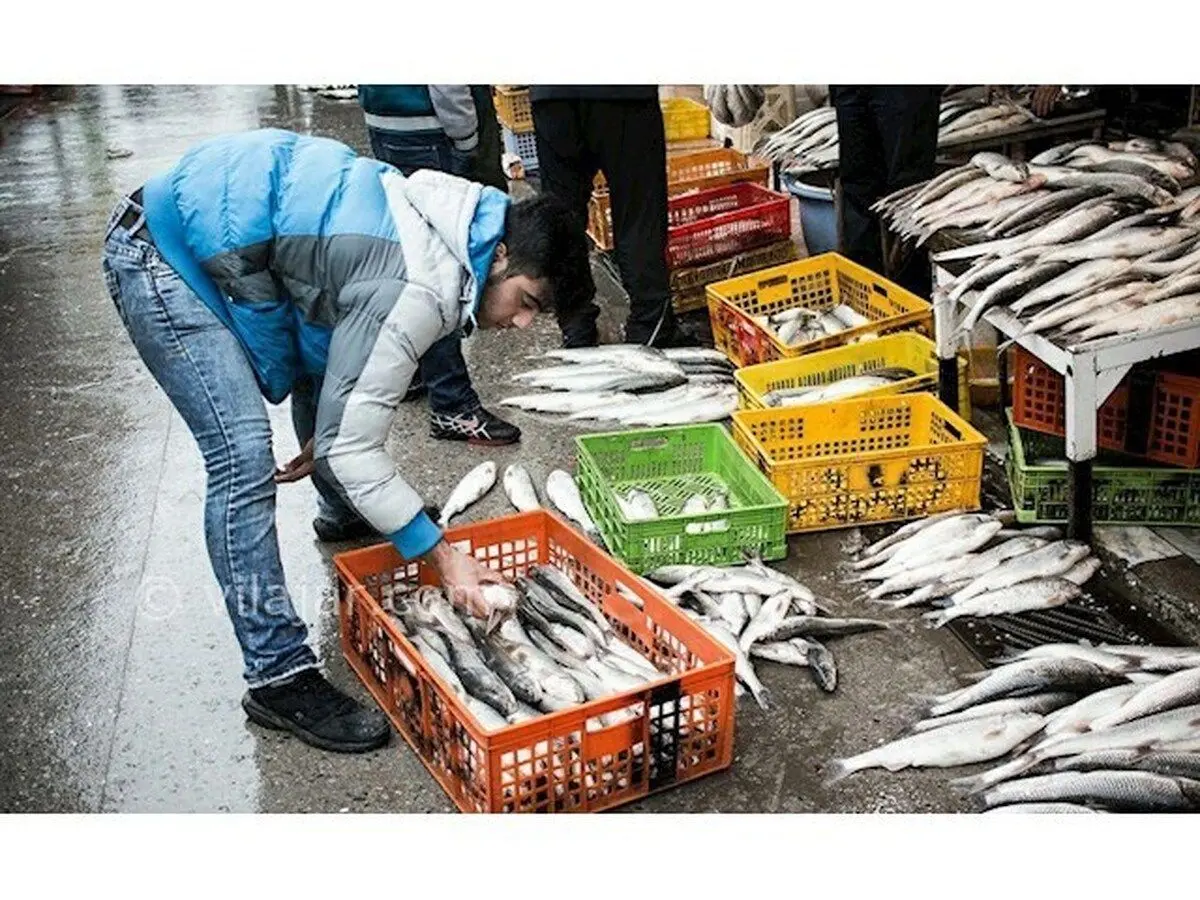 قیمت نجومیِ انواعِ ماهی برای نوروز