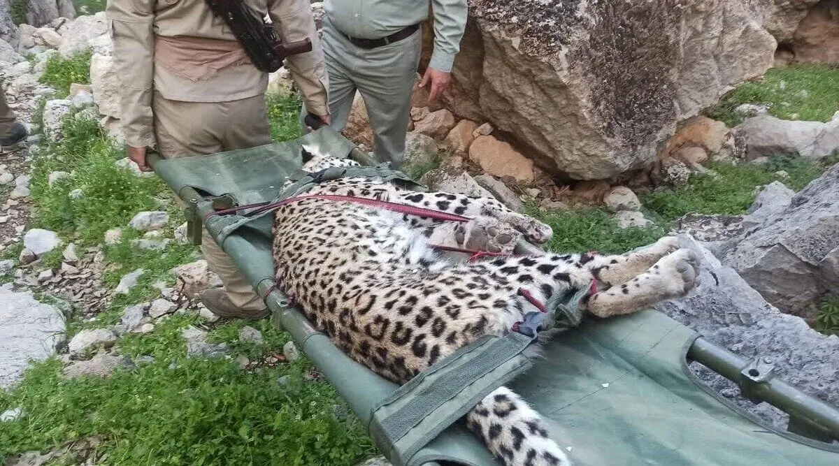 (عکس) کشف لاشه یک توله پلنگ در گچساران 