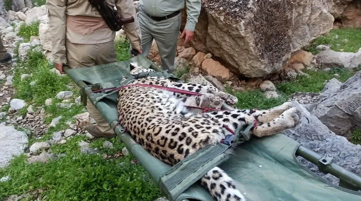 (عکس) کشف لاشه یک توله پلنگ در گچساران 