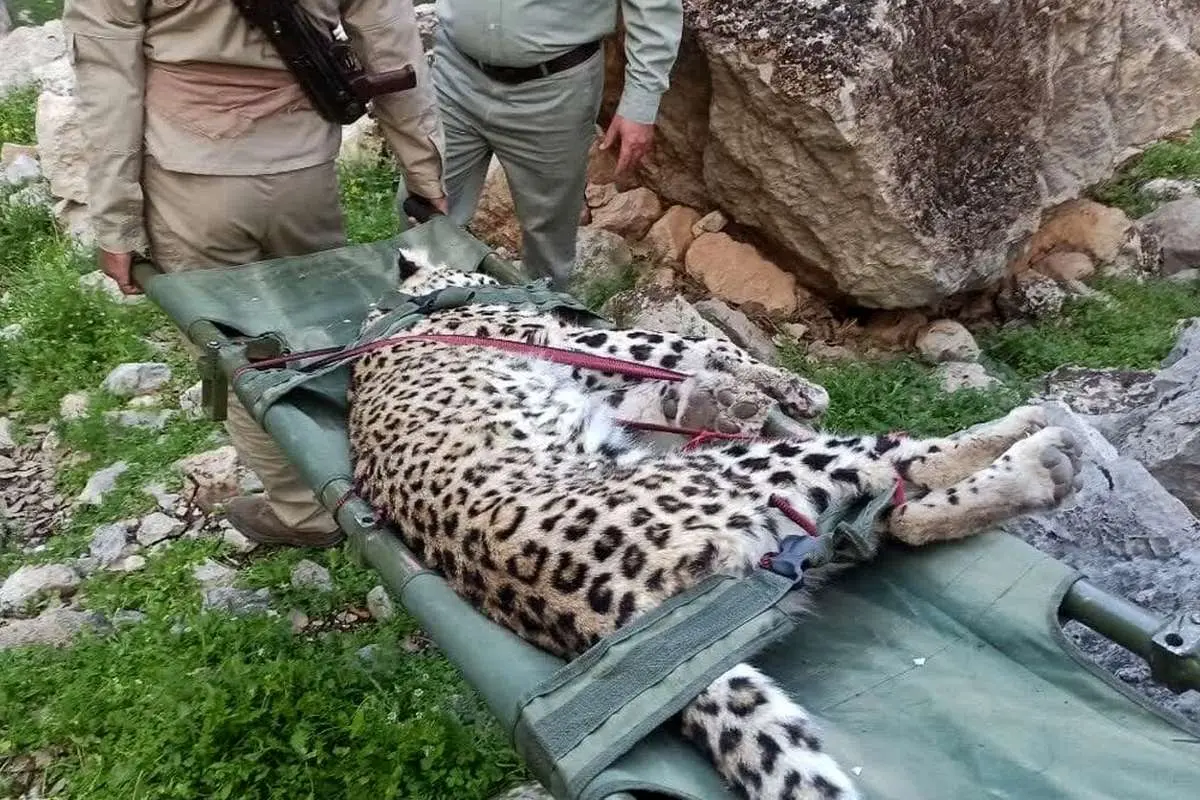 (عکس) کشف لاشه یک توله پلنگ در گچساران