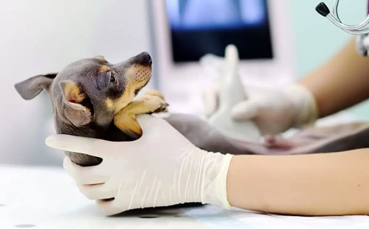 (ویدئو) حرکت حیرت‌انگیز یک دامپزشک زن و نجات جان یک سگ از خفگی!