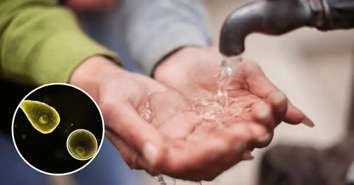 هنگام شستن صورت، مراقب موجودات مغزخوار باشید!