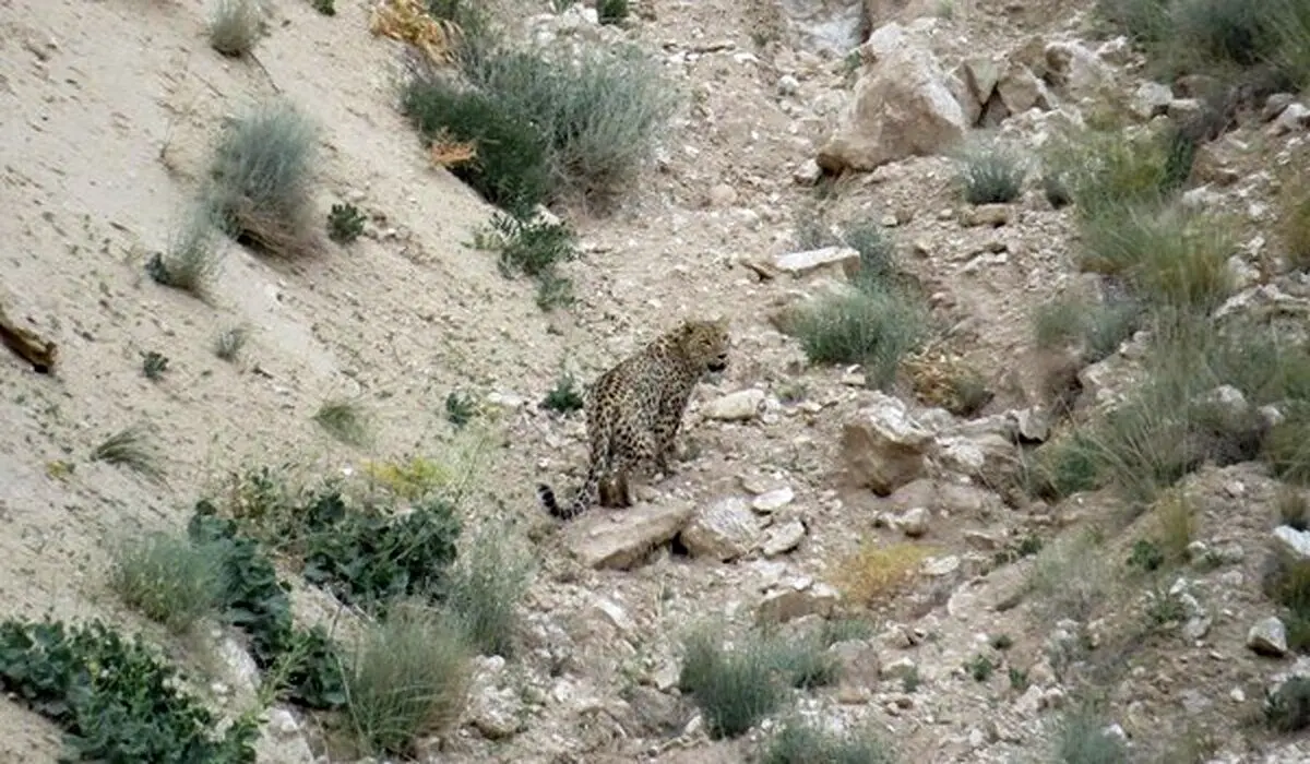 (ویدئو) مشاهده ۳ پلنگ در آرادان