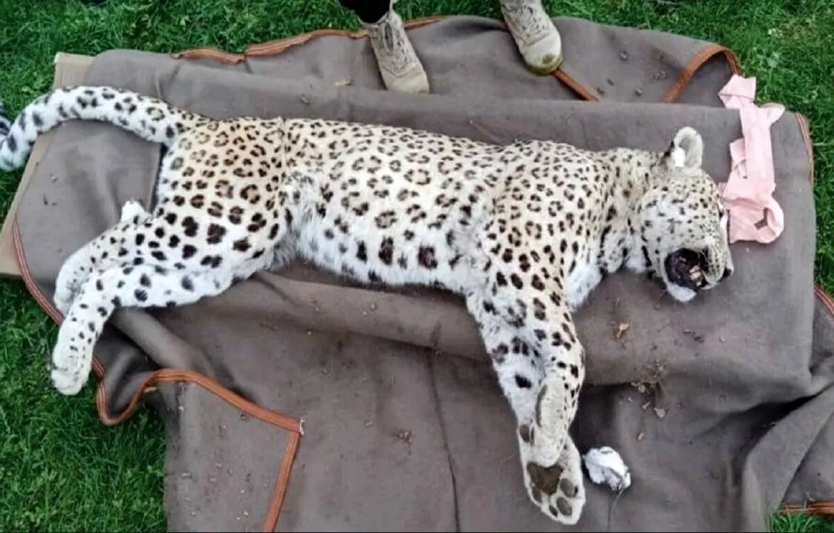 پلنگ ناکام واریان؛ از این شهر و مشاهیرش چه می‌دانید؟