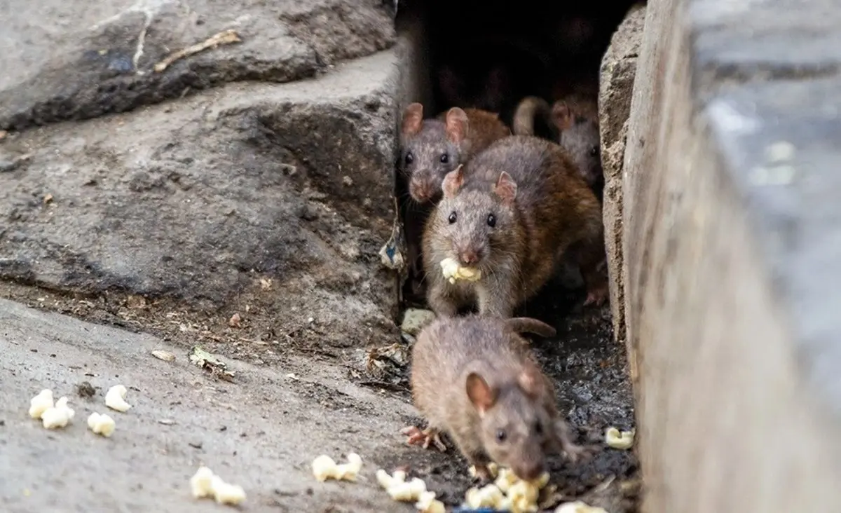 (ویدئو) حال و روز تلخ موش‌ها بعد از گیر افتادن روی تله چسبی!