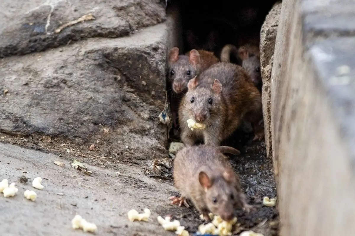 (ویدئو) حال و روز تلخ موش‌ها بعد از گیر افتادن روی تله چسبی!