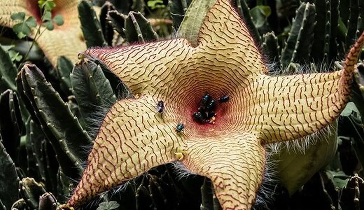 (عکس) این گیاه عجیب بوی گوشت گندیده می‌دهد!