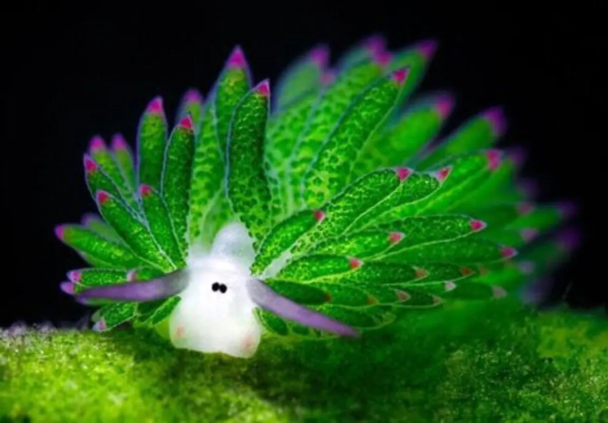 (عکس) گوسفند دریایی شکار شد!