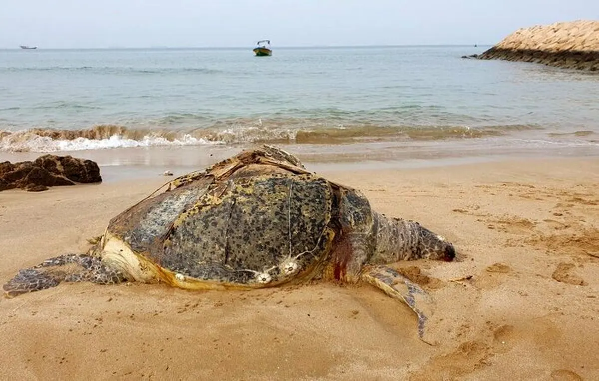 (ویدئو) لاشه لاک‌پُشت سبز در ساحل قشم