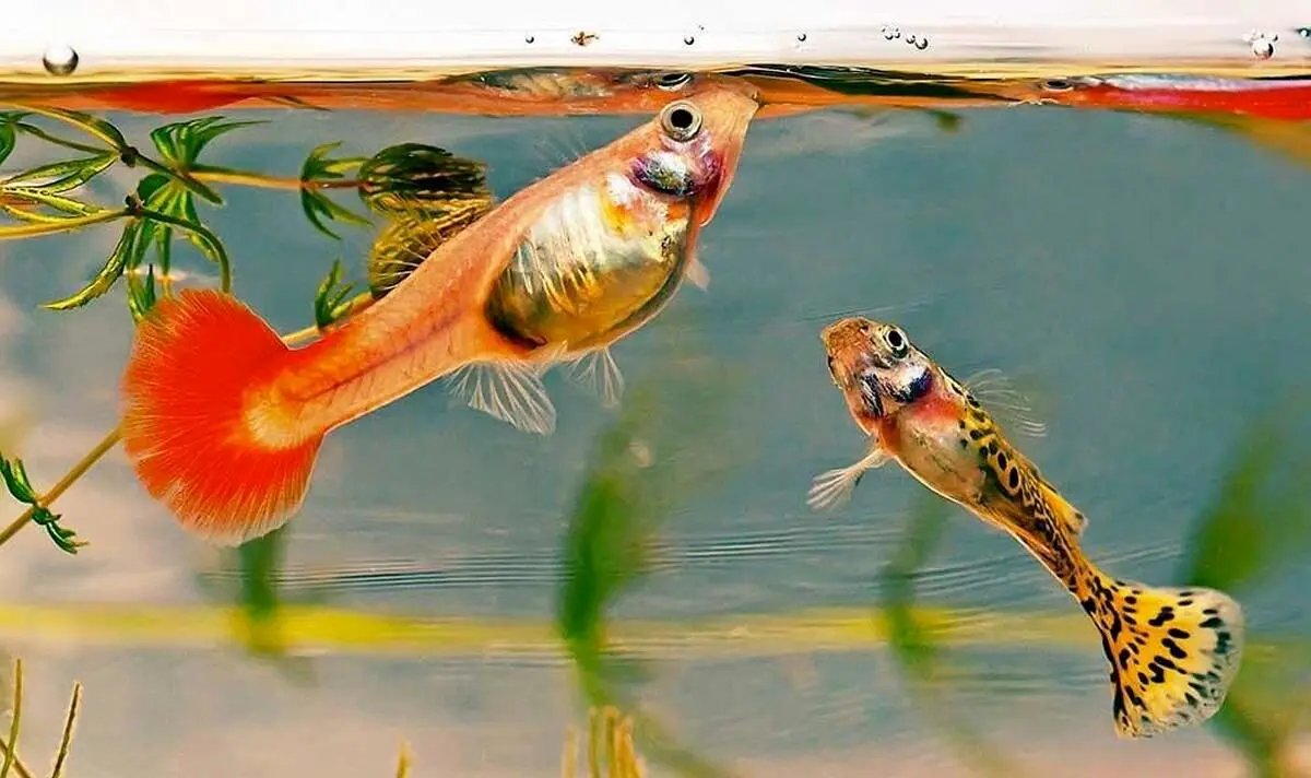 (ویدیو) قلدری ماهی آکواریومی برای یک گربه!