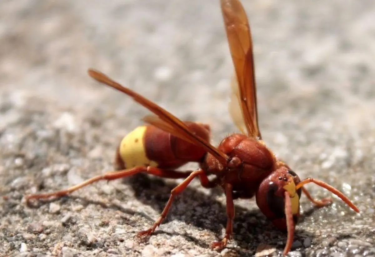 (ویدئو) نمایی شگفت انگیز از لانه سازی زنبور گاوی