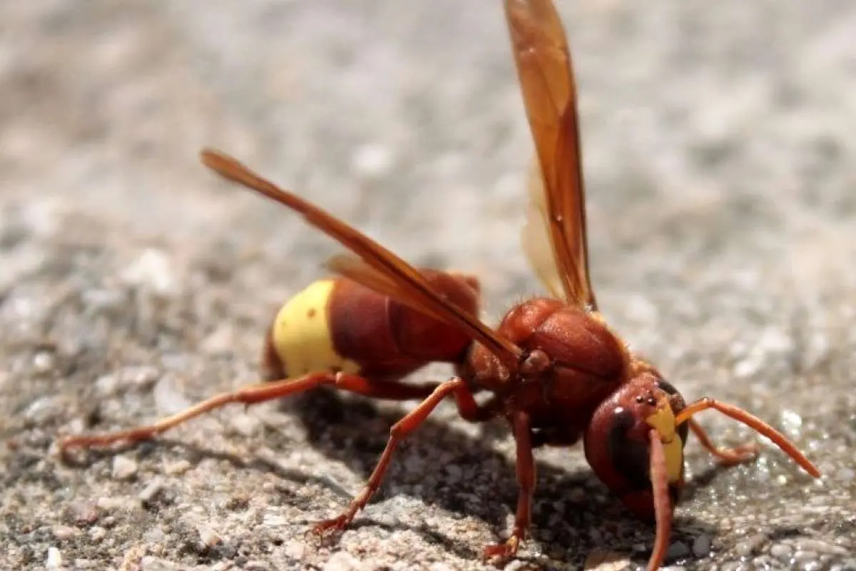 (ویدئو) نمایی شگفت انگیز از لانه سازی زنبور گاوی