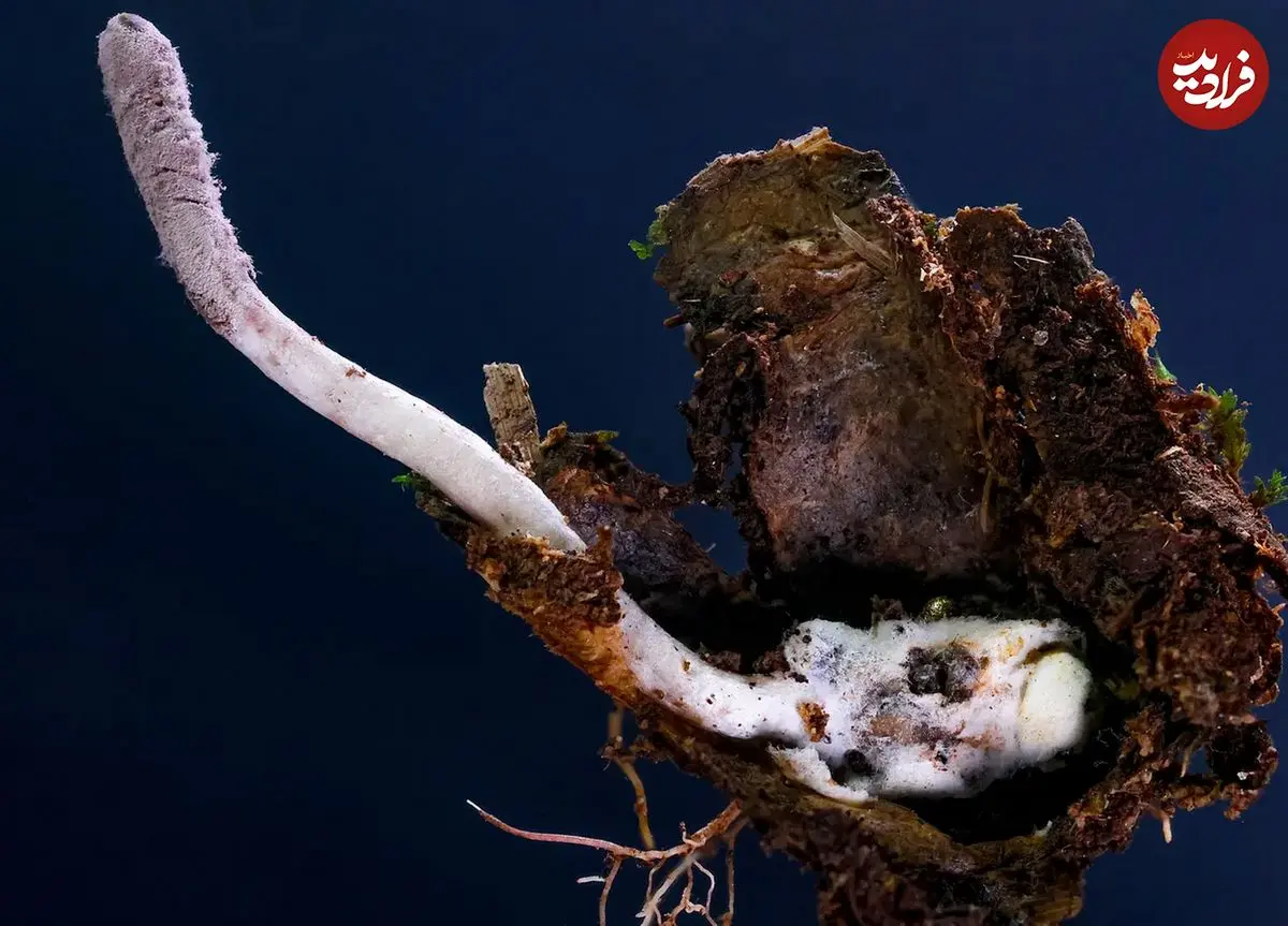 (تصویر) کشف قارچ عنکبوت‌کُش در جنگل‌های برزیل