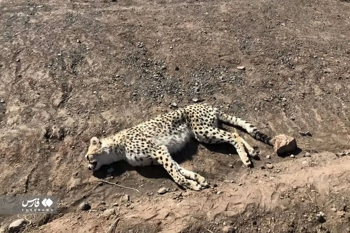 تصاویر تلخ یوزپلنگ تلف شده در سمنان/ این یوزپلنگ بالغ و ماده بود؛ بارداری یوز تایید شد