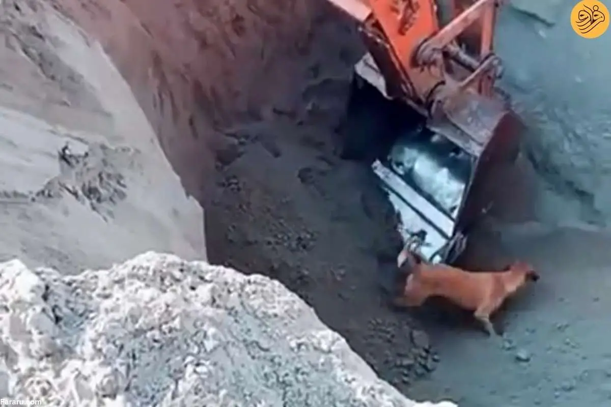 (ویدئو) نجات یک سگ از گودال با بیل مکانیکی پربازدید شد
