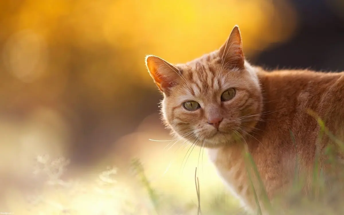 (گربه) تلاش جالب و زرنگ بازی یک گربه برای جلب توجه!