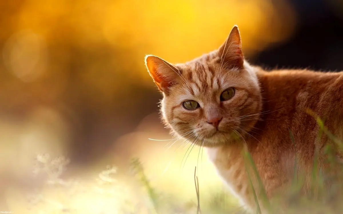 (گربه) تلاش جالب و زرنگ بازی یک گربه برای جلب توجه!