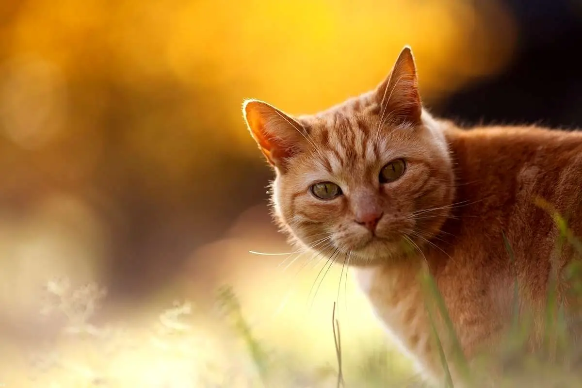 (گربه) تلاش جالب و زرنگ بازی یک گربه برای جلب توجه!