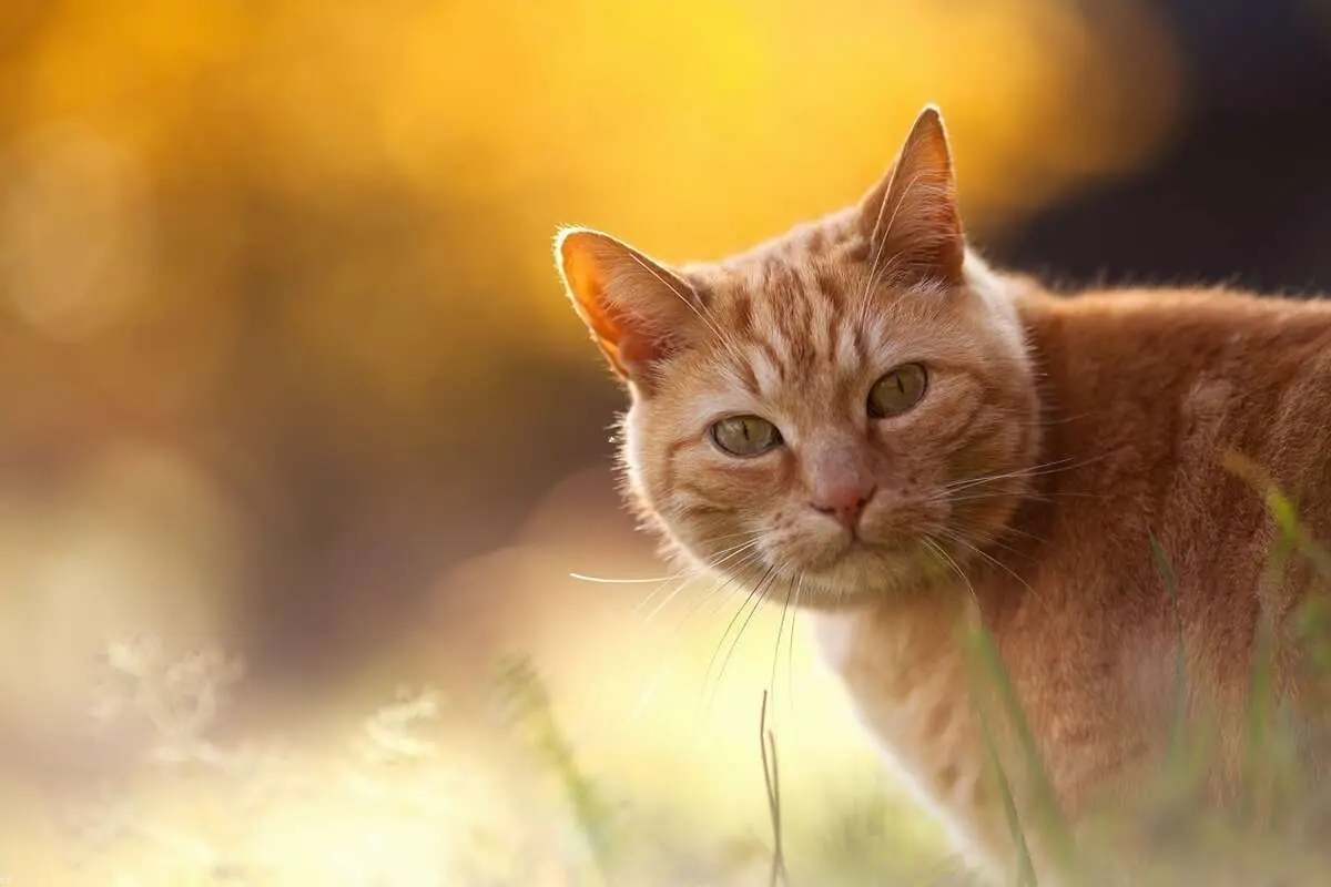 (گربه) تلاش جالب و زرنگ بازی یک گربه برای جلب توجه!