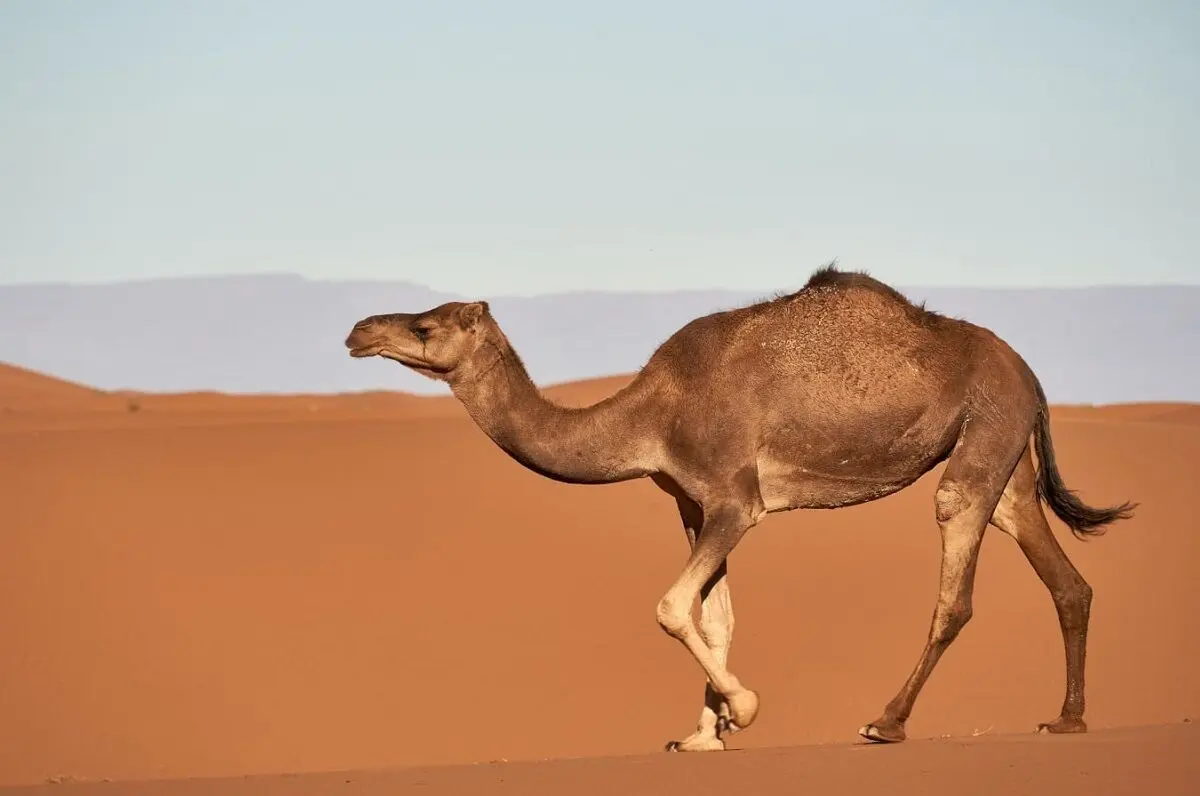 (ویدئو) وقتی شتر‌ها برای انسان‌ها به سیم آخر می‌زنند!