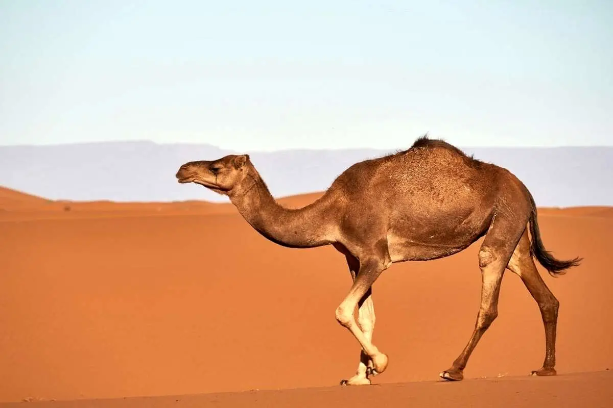 (ویدئو) وقتی شترها برای انسانها به سیم آخر میزنند!