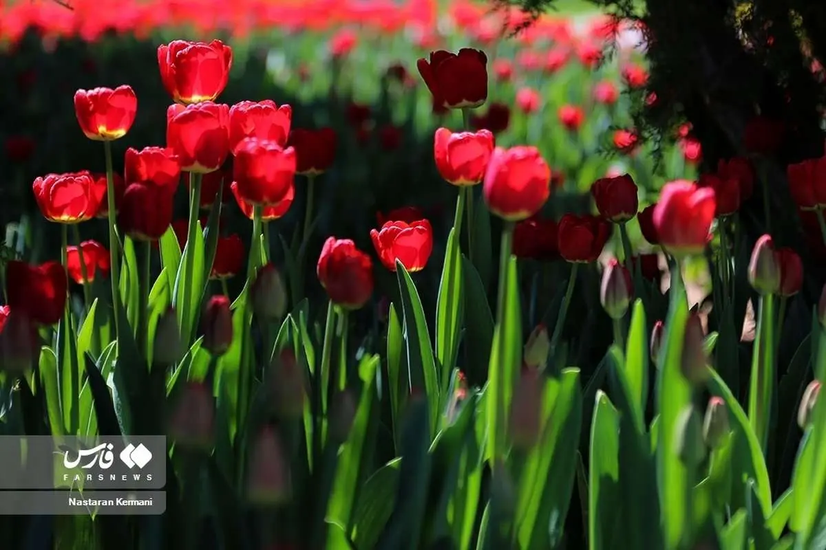(تصاویر) جشنواره لالههای کرج
