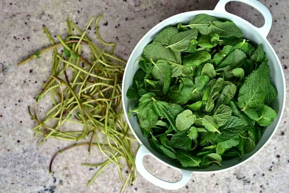 معرفی ۱۰گیاهی که حکم مسکن دارند