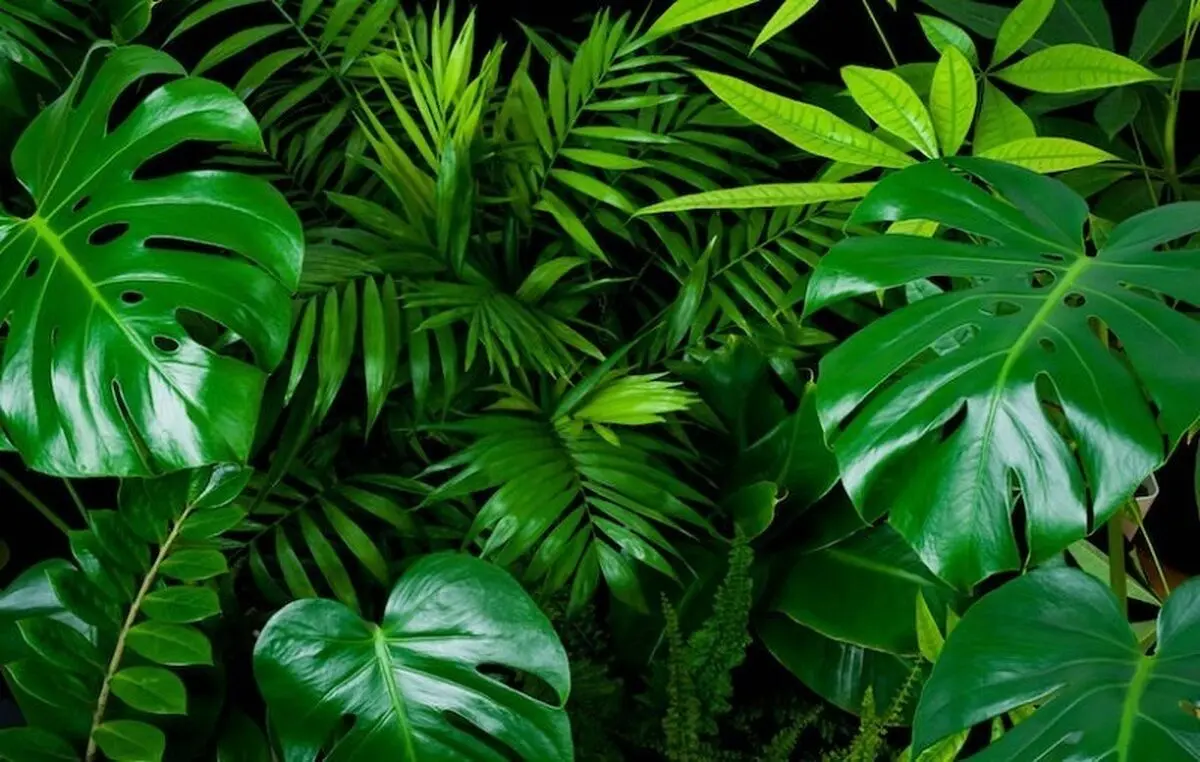 گیاهان هنگام تنش جیغ می‌زنند!